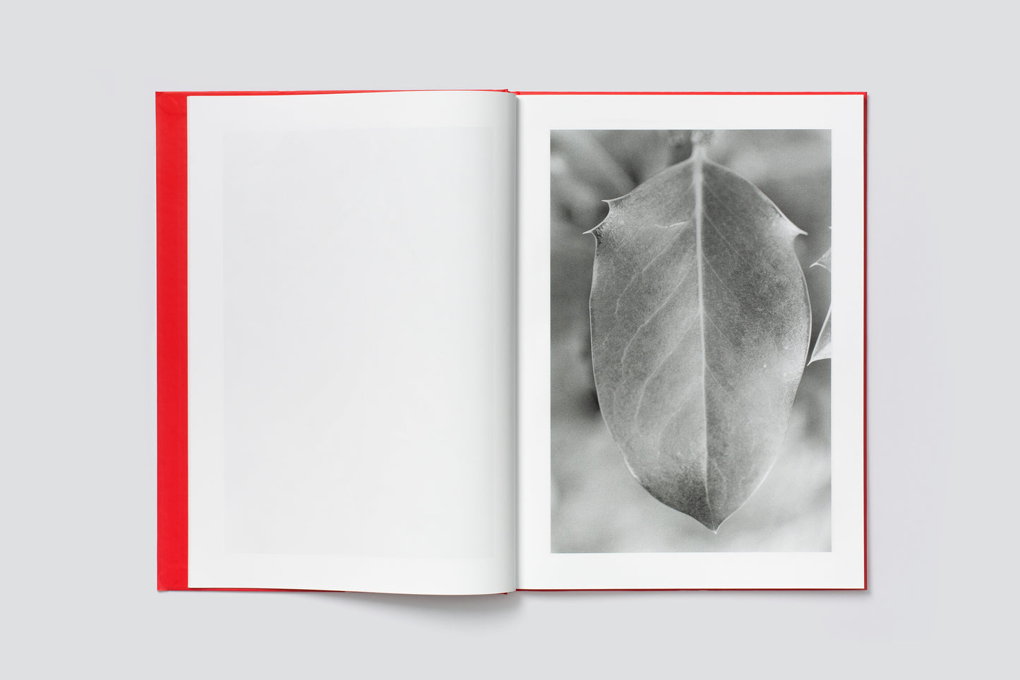 Anouk Tschanz: ACTINISM