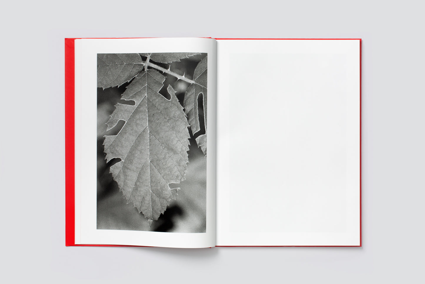 Anouk Tschanz: ACTINISM