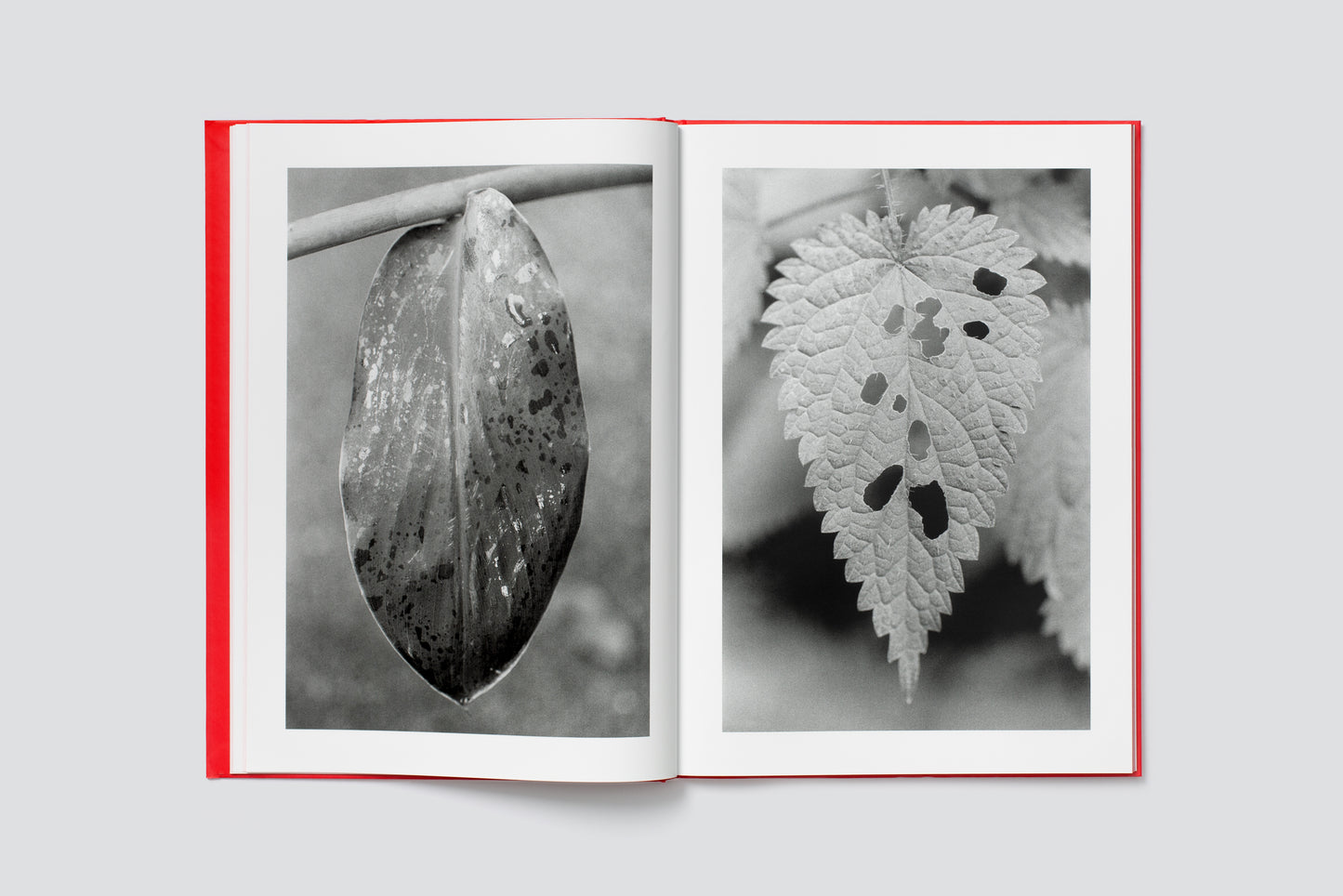 Anouk Tschanz: ACTINISM