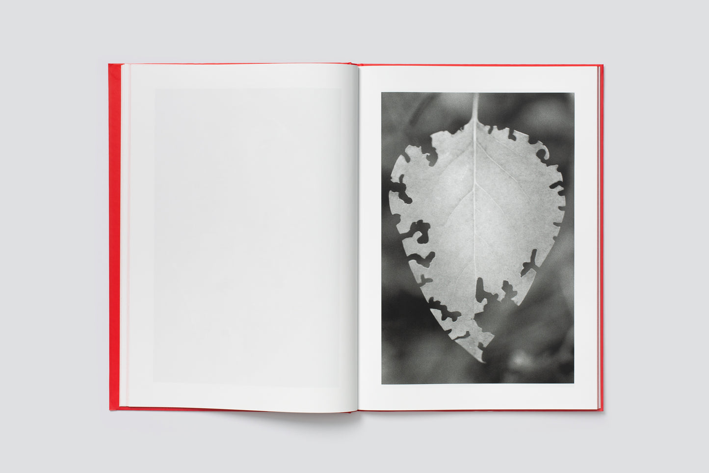 Anouk Tschanz: ACTINISM