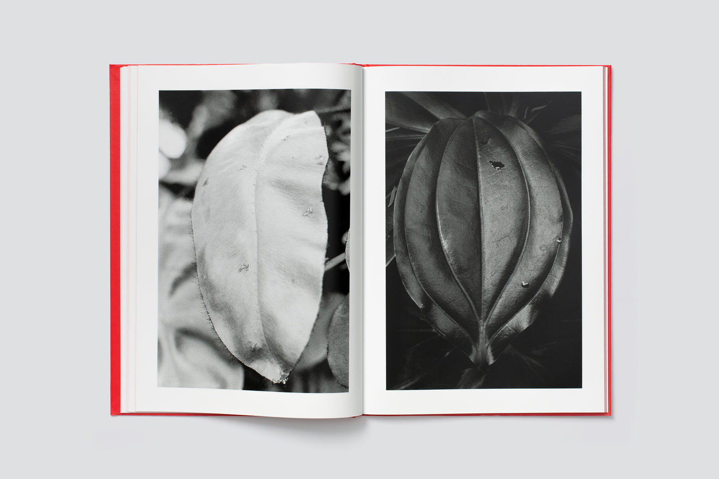 Anouk Tschanz: ACTINISM