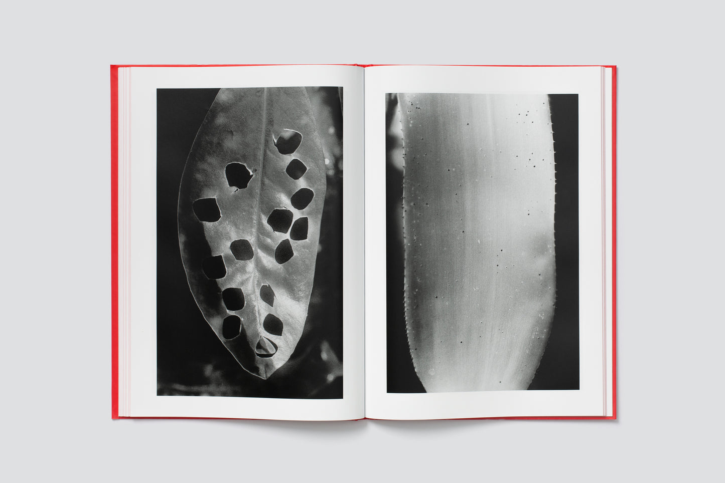 Anouk Tschanz: ACTINISM
